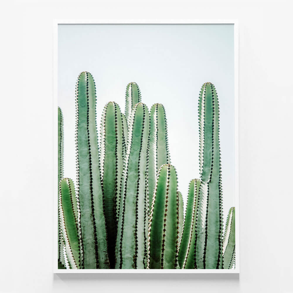 Lush Cacti