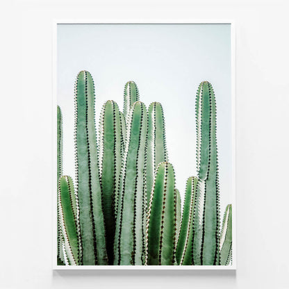 Lush Cacti