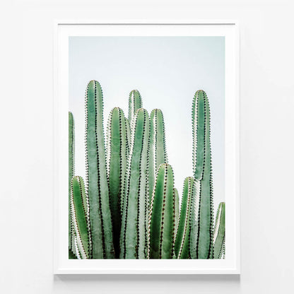 Lush Cacti