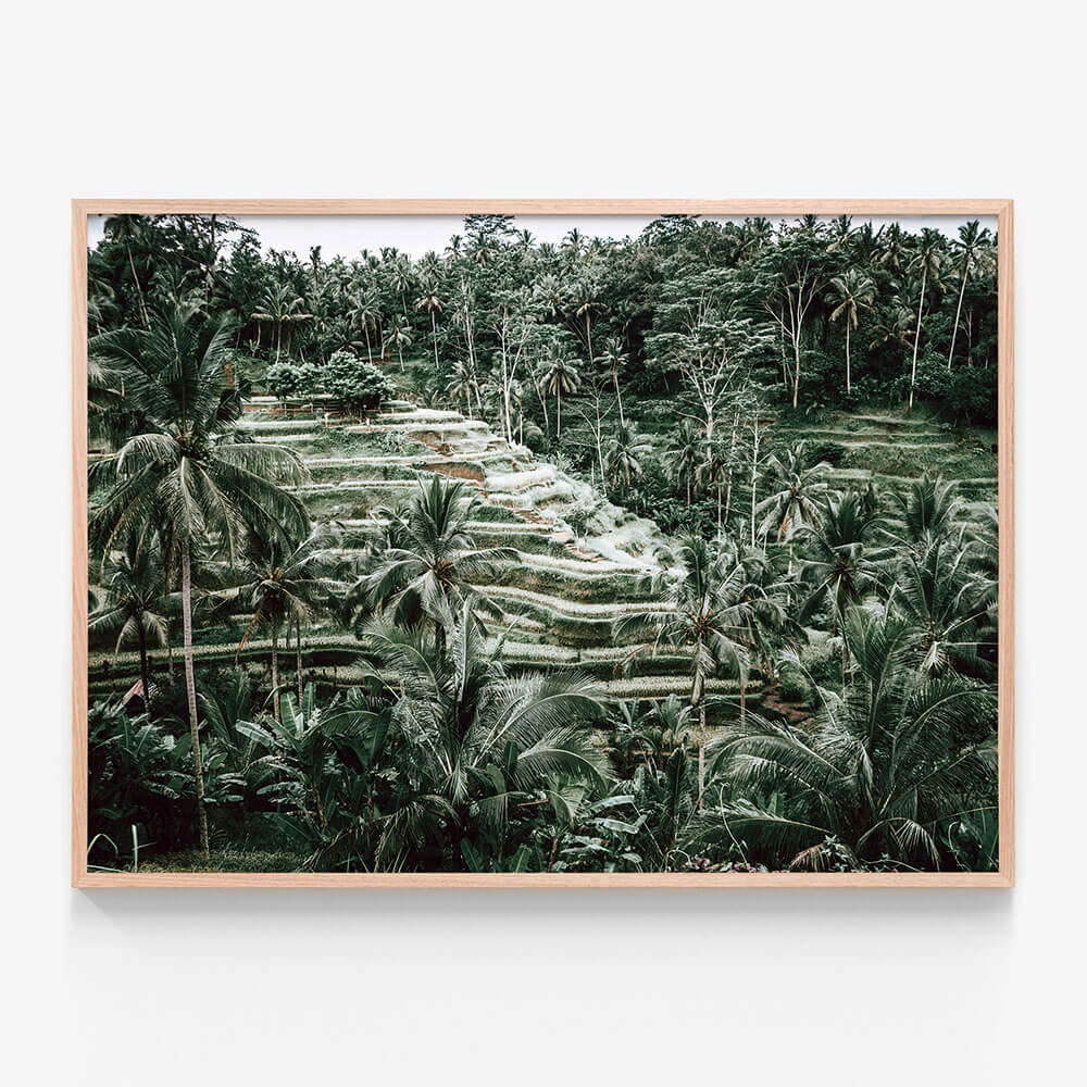 Lush Terraces
