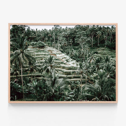 Lush Terraces