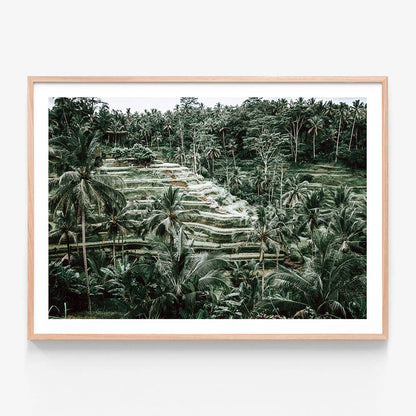 Lush Terraces