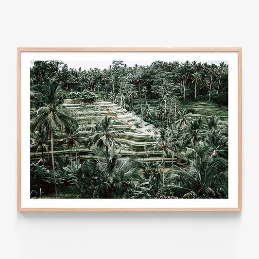 Lush Terraces