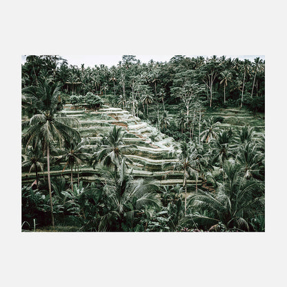 Lush Terraces