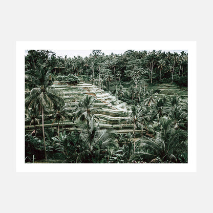 Lush Terraces