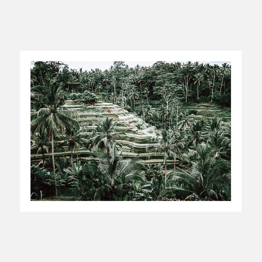 Lush Terraces