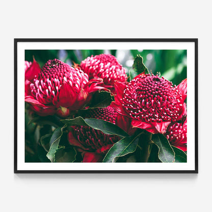 Madeira Florals