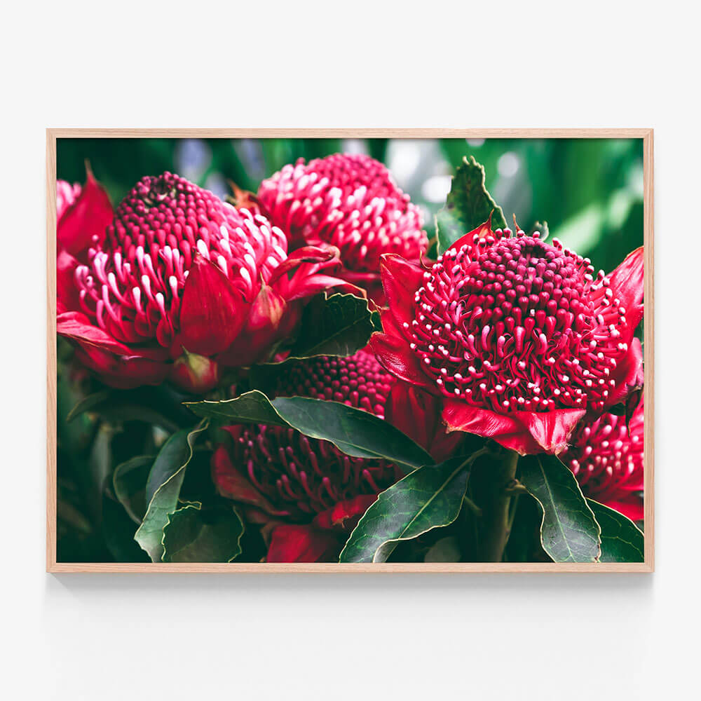Madeira Florals