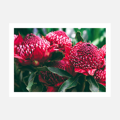 Madeira Florals