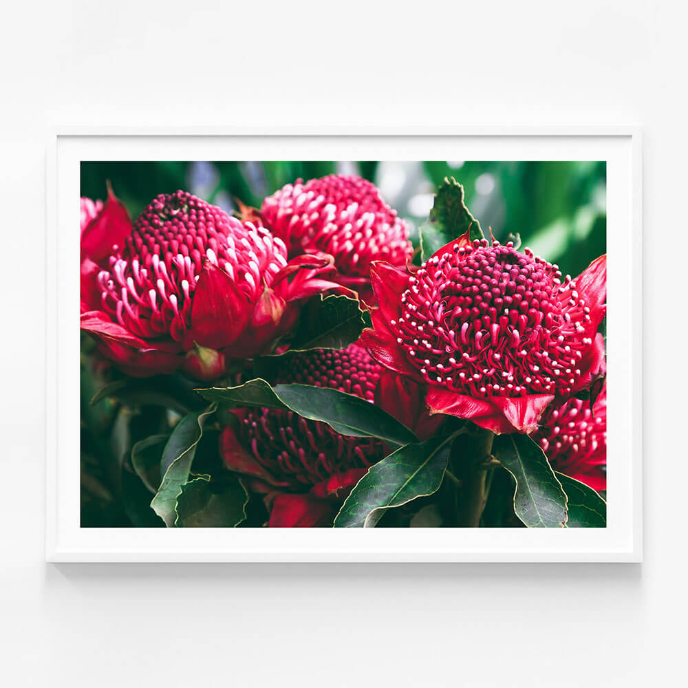 Madeira Florals