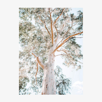 Majestic Gum