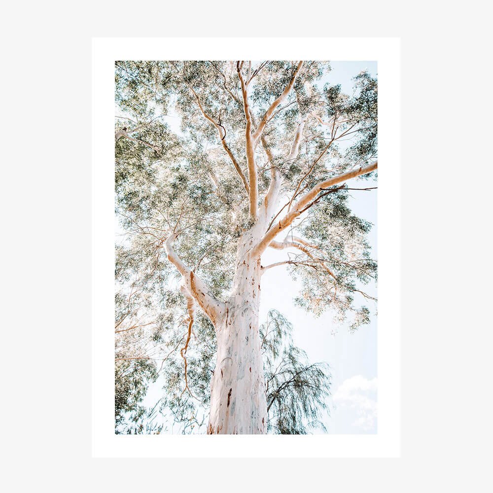 An Australian landscape photographic print featuring a majestic gum tree with a focus on its trunk and canopy against a blue sky.