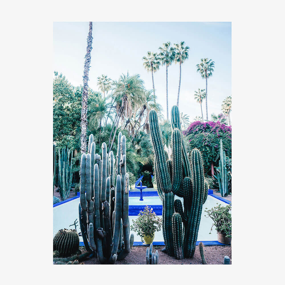 Marrakech Cacti