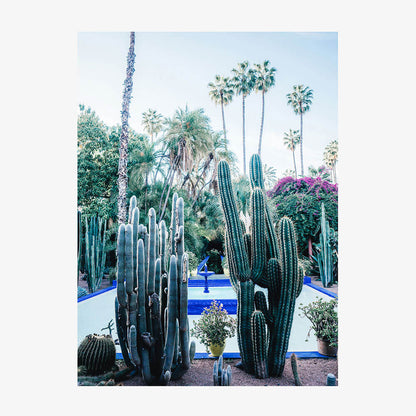 Marrakech Cacti
