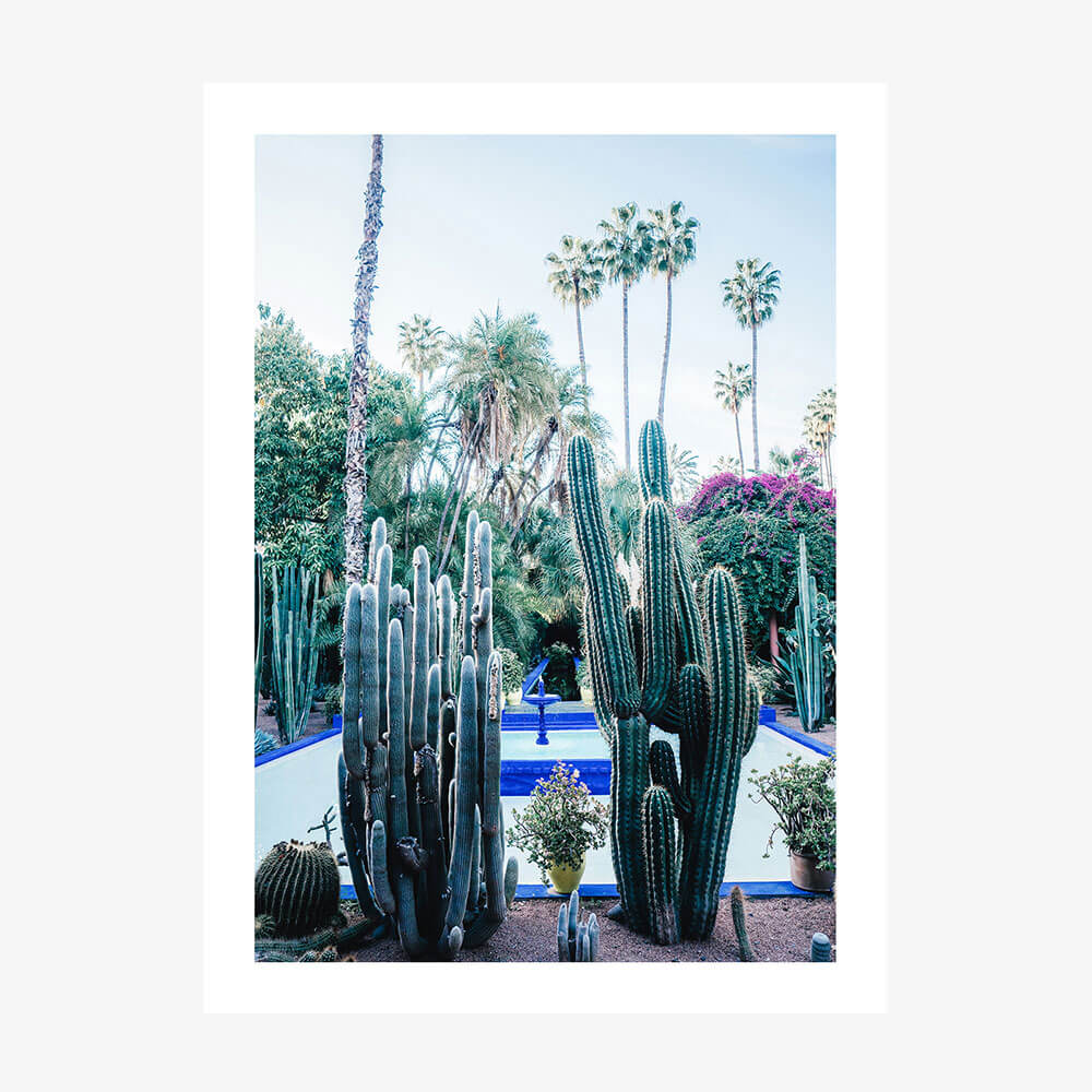 Marrakech Cacti