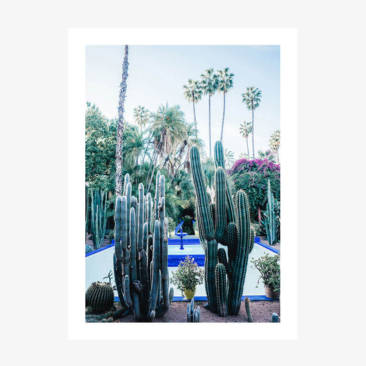 Marrakech Cacti