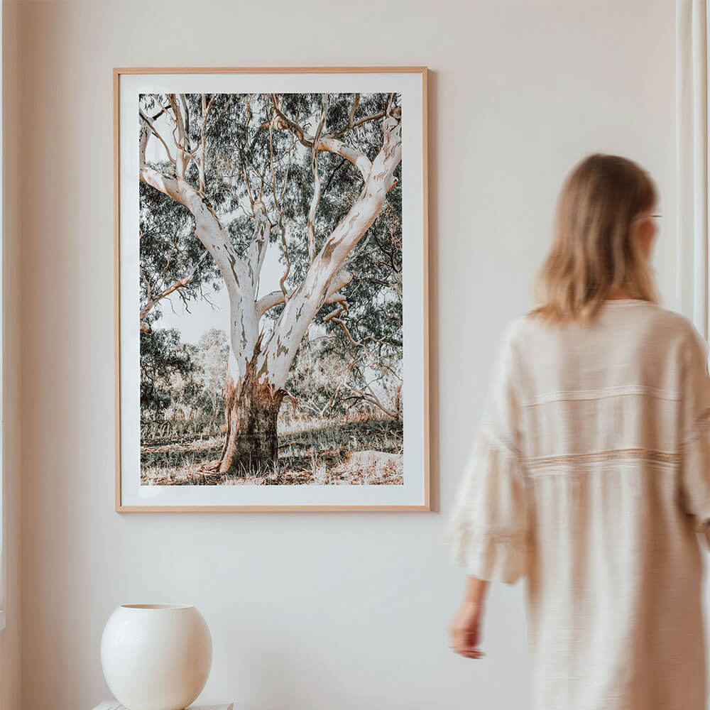 Mature-Australian-Gum-Tree-Framed-Wall-Art-Print.jpg