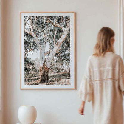 Mature-Australian-Gum-Tree-Framed-Wall-Art-Print.jpg