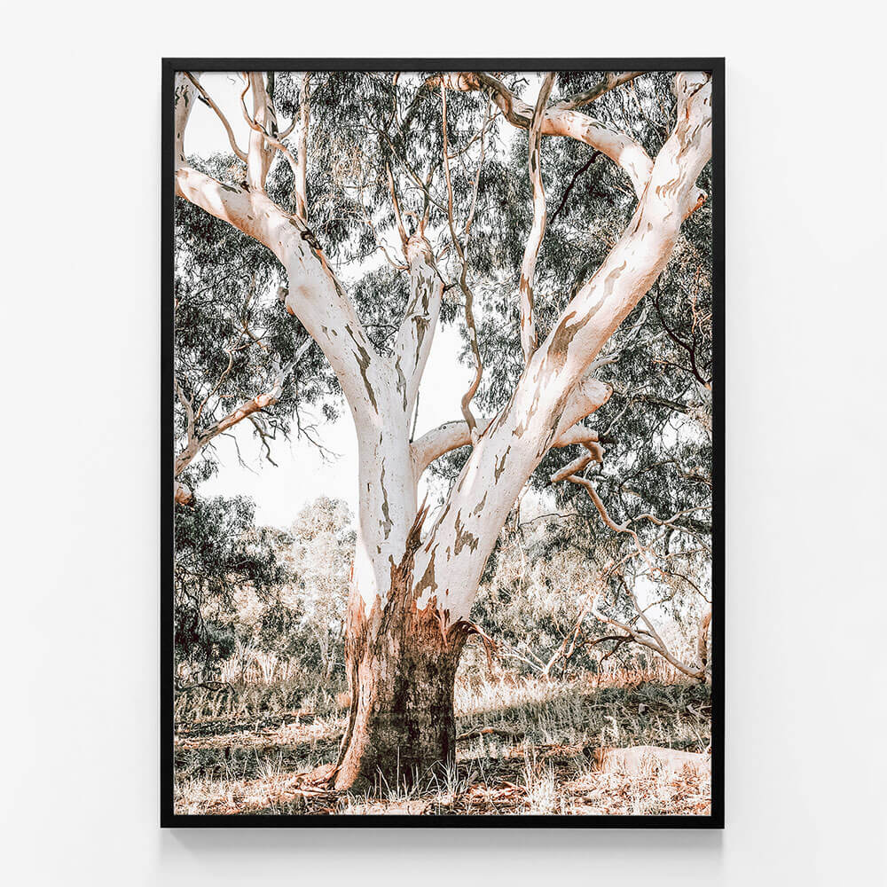 Mature Gum