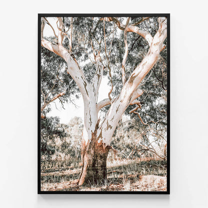 Mature Gum