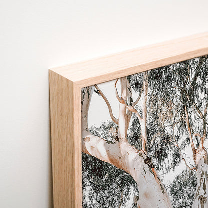 Mature Gum Canvas corner detail