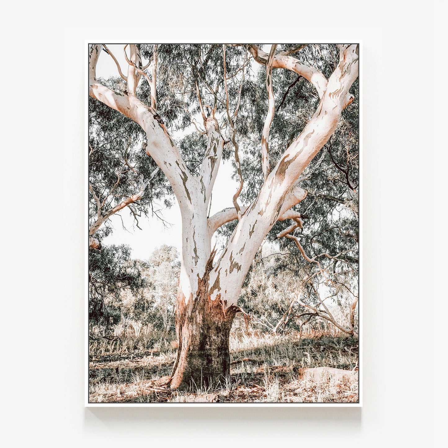 Mature Gum Canvas