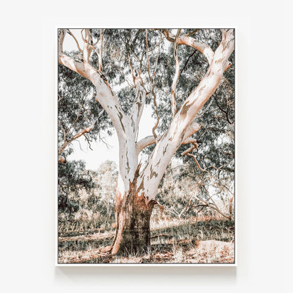 Mature Gum Canvas