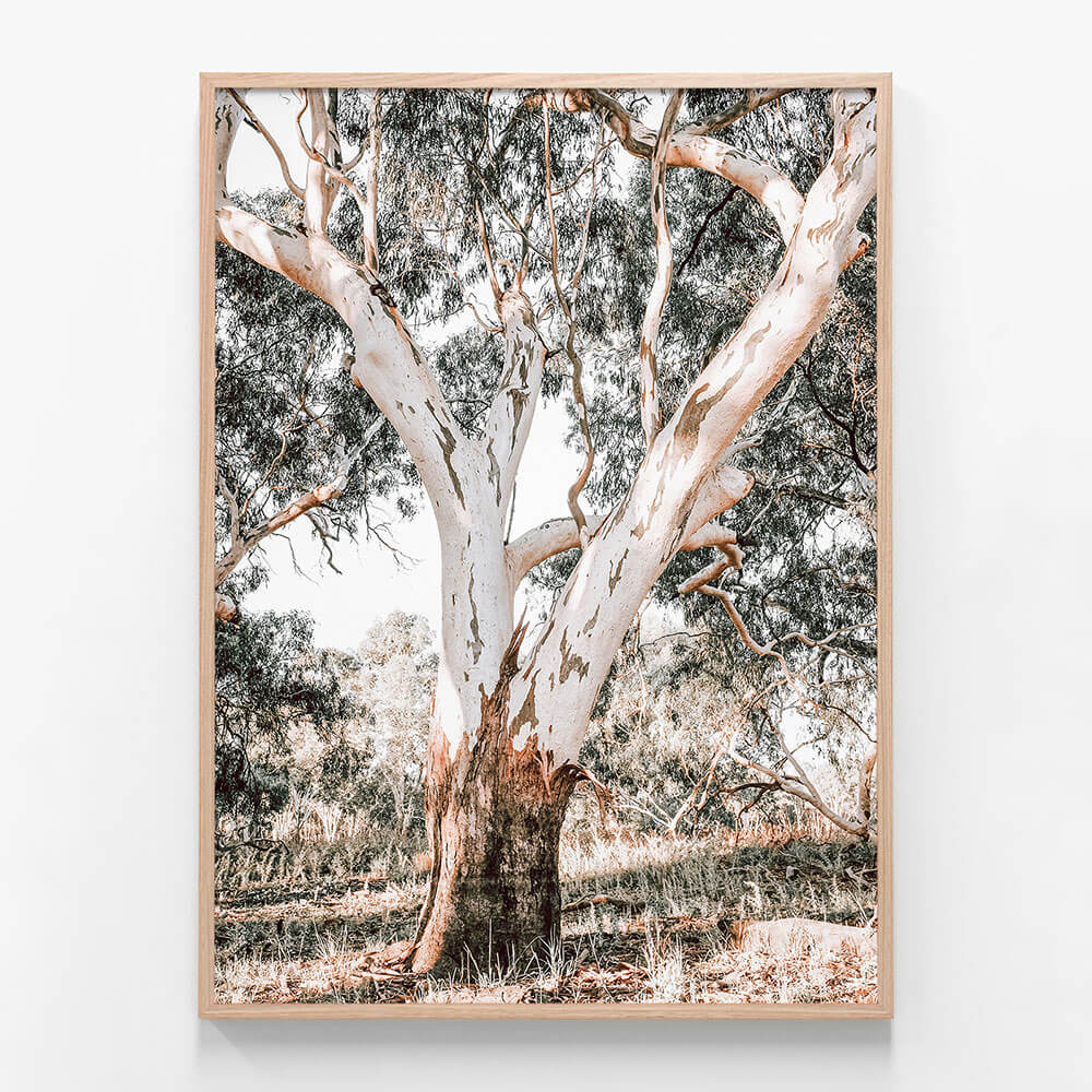 Mature Gum