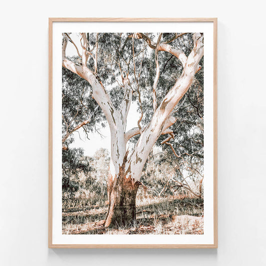 A photographic print featuring a mature gum tree with a wide trunk and white bark, in a natural setting with dry grass and shrubs in the background.