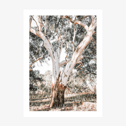 A photographic print featuring a mature gum tree with a wide trunk and white bark, in a natural setting with dry grass and shrubs in the background.