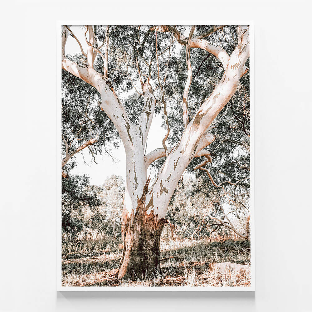 Mature Gum