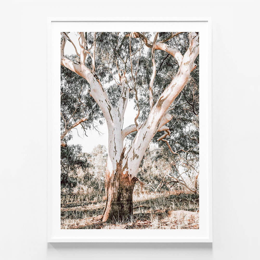 Mature Gum