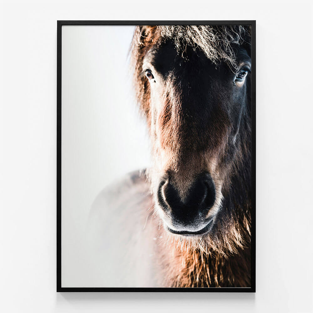 Misted Pony