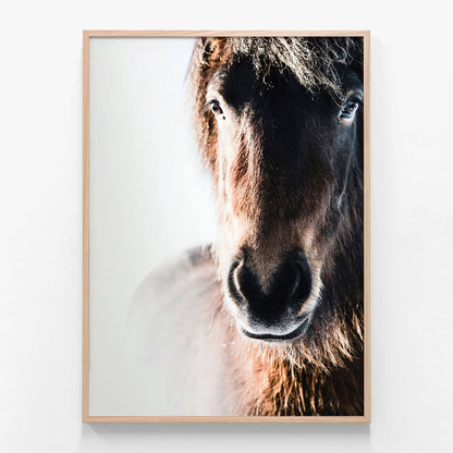 Misted Pony