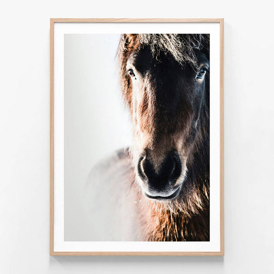 Misted Pony