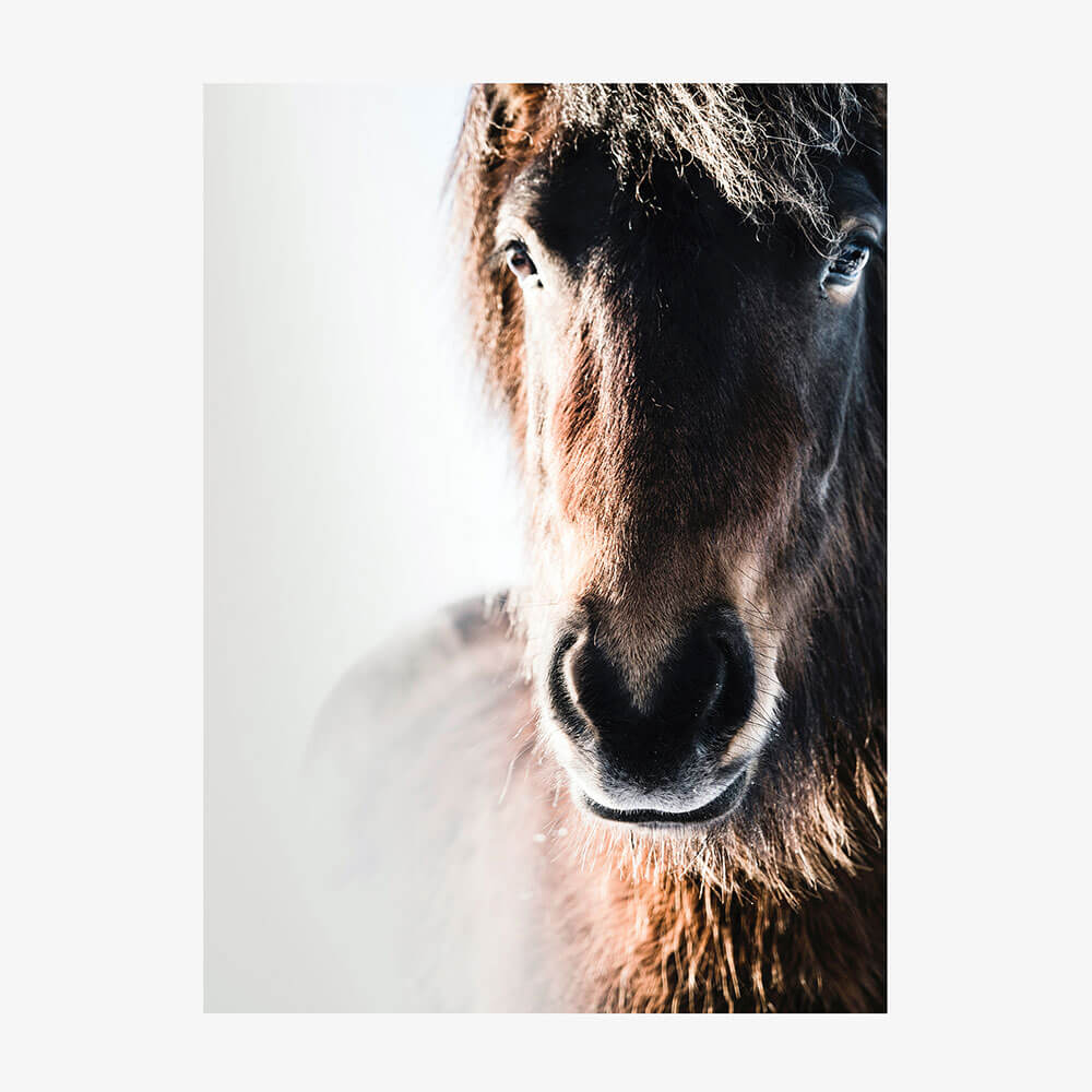 Misted Pony