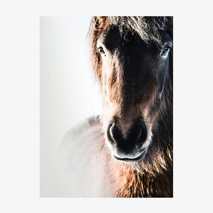 Misted Pony