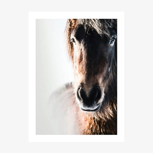 Misted Pony