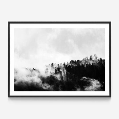 Misty Forest