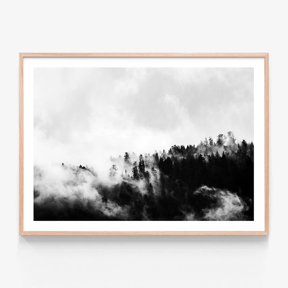 Misty Forest