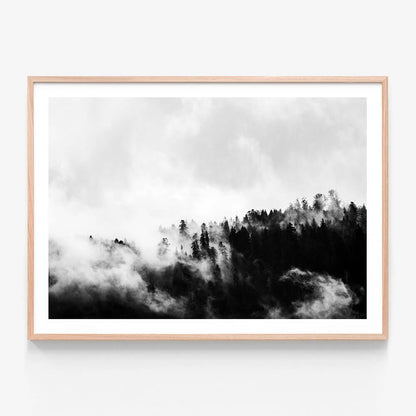 Misty Forest