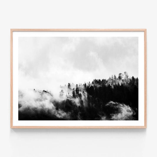 Misty Forest