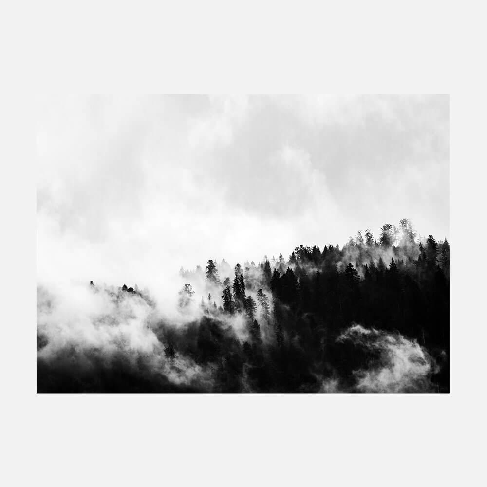 Misty Forest