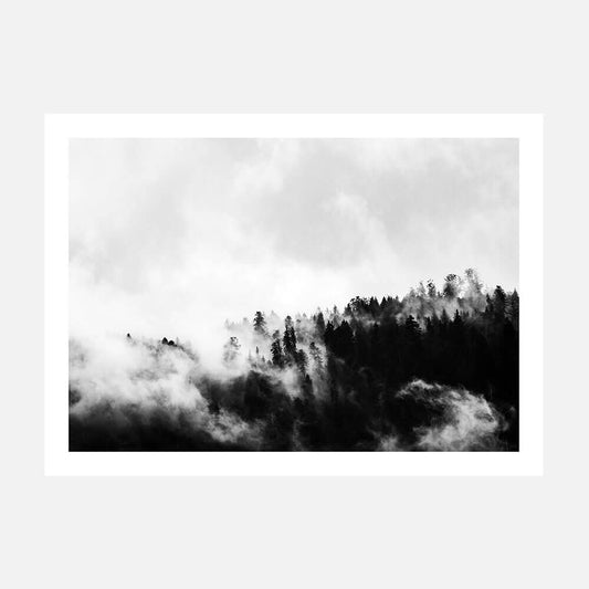 Misty Forest