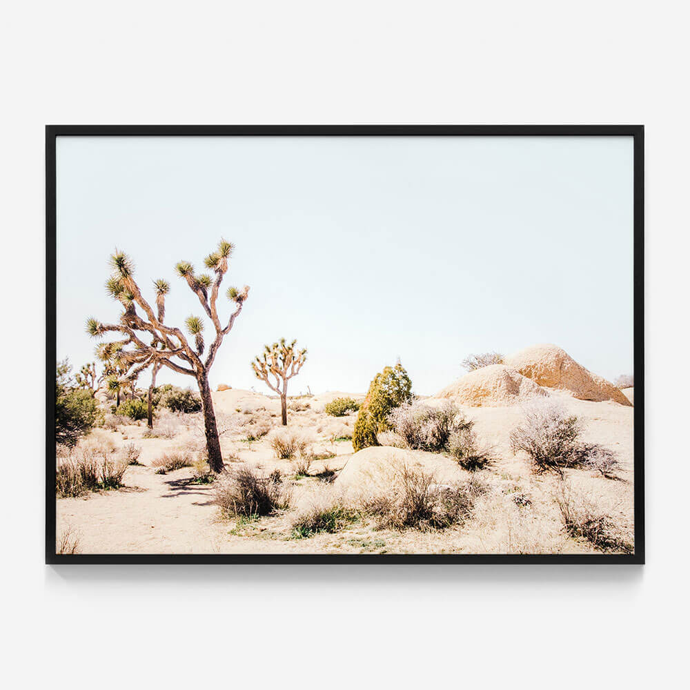 Mojave Desert