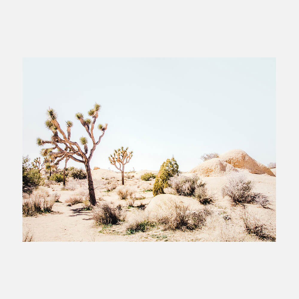 Mojave Desert