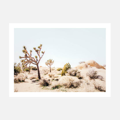 Mojave Desert