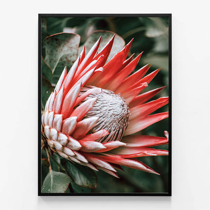 Moody Protea
