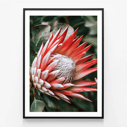 Moody Protea