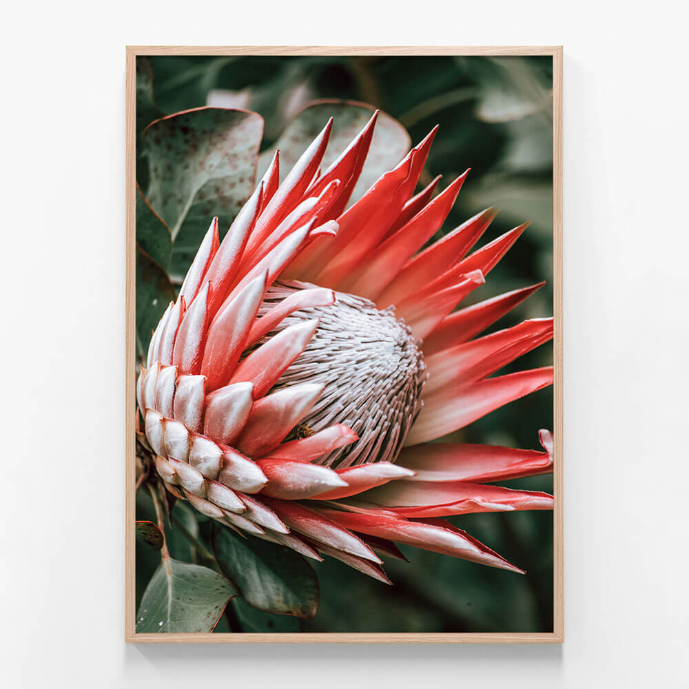 Moody Protea
